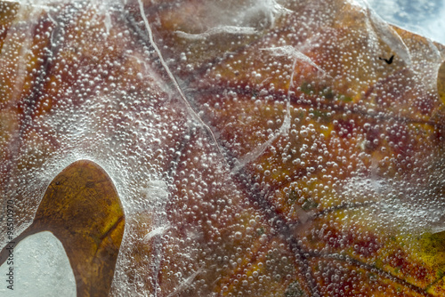 Autumn leaves oak photo