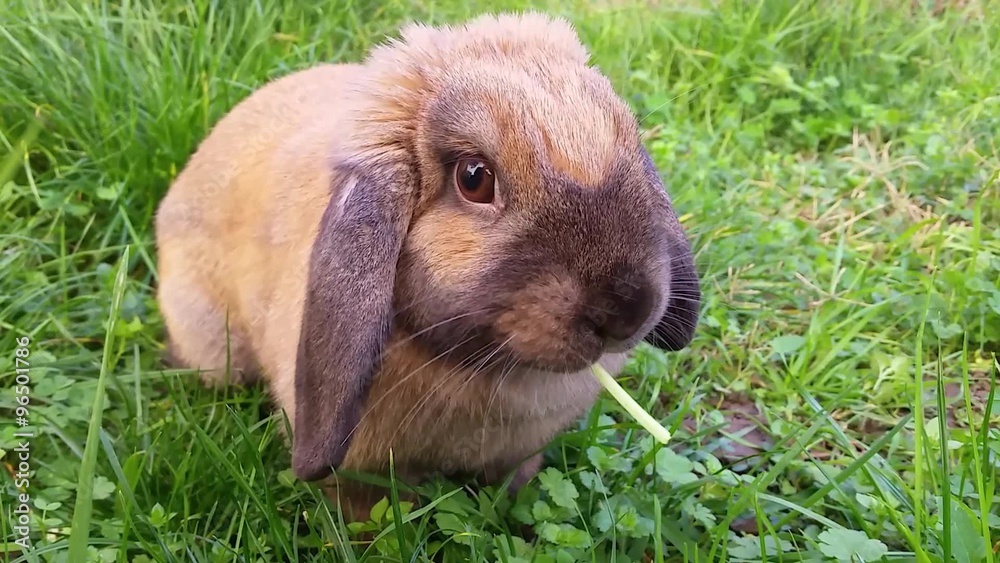 Cute Rabbit Eating Grass