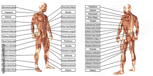 Fotografering Vector 3D man muscle anatomy with text isolated
