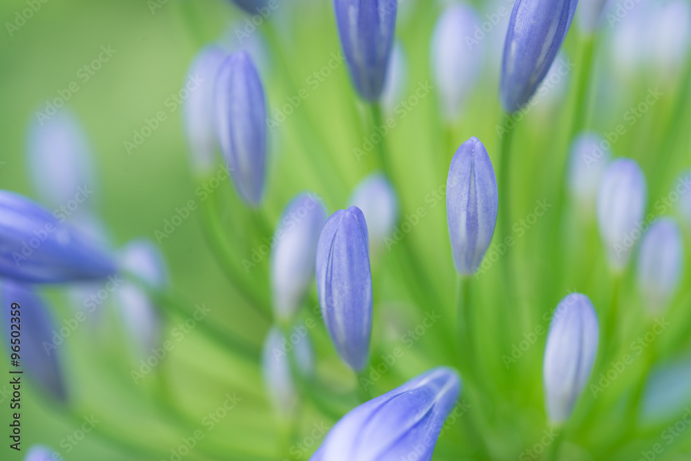 Fototapeta premium フロープレノ