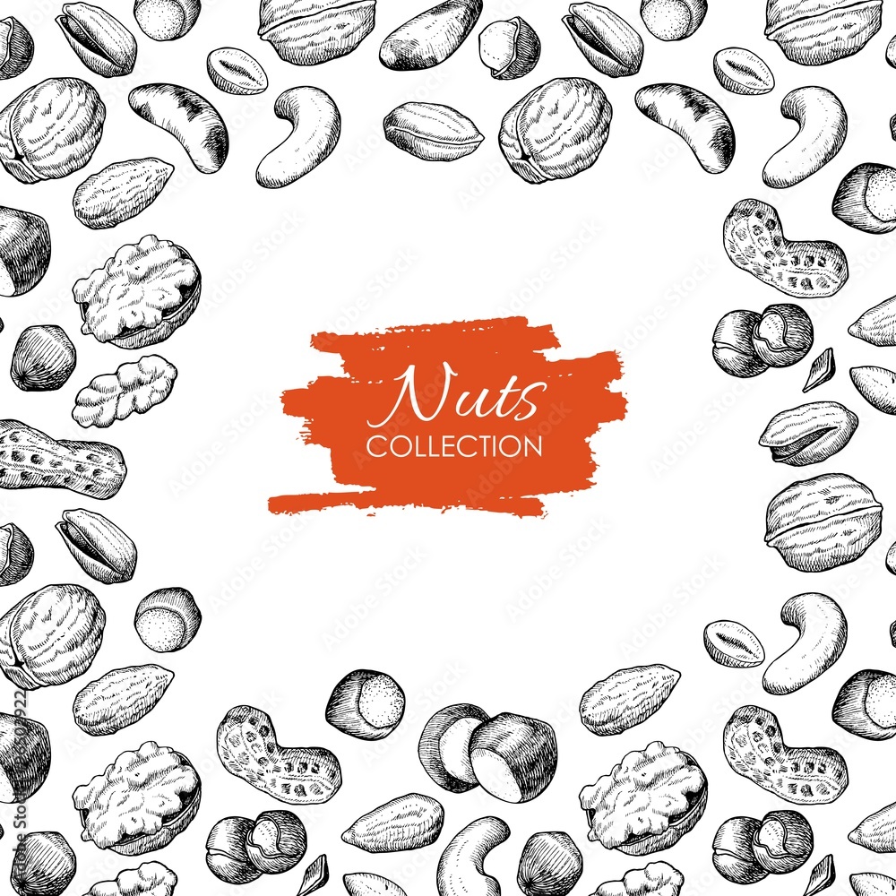Vector hand drawn nuts illustration. Engraved.