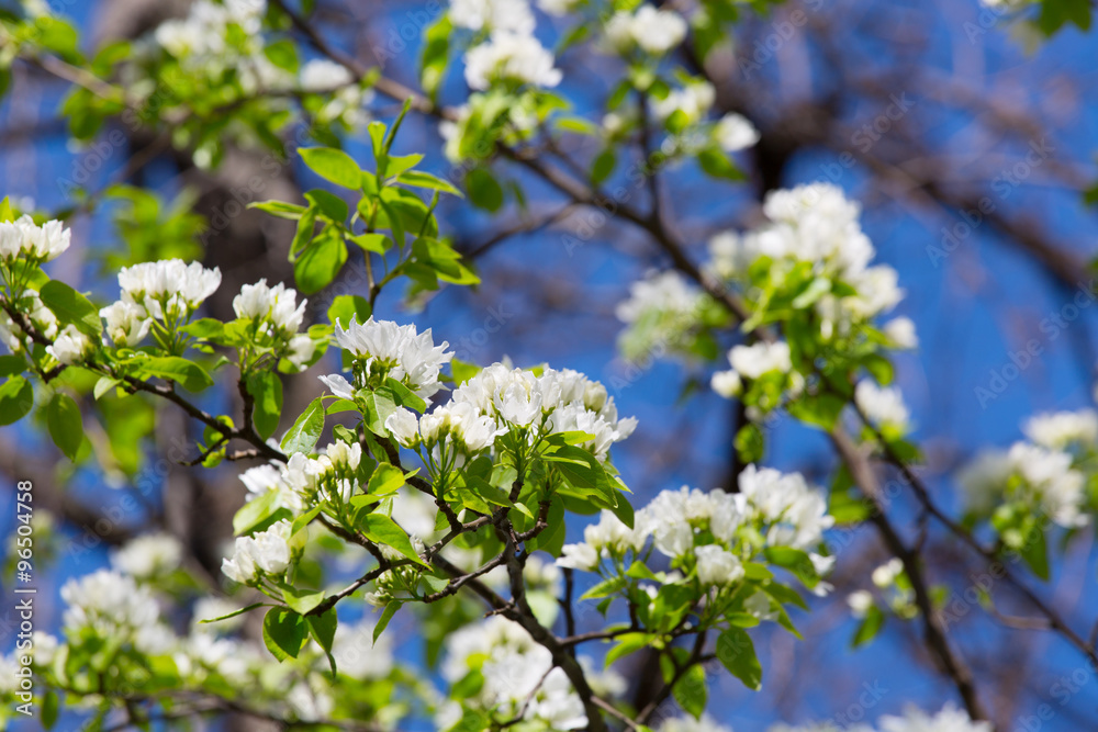 blossoming garden with pear trees in the spring blossoming garden with pear trees in the spring