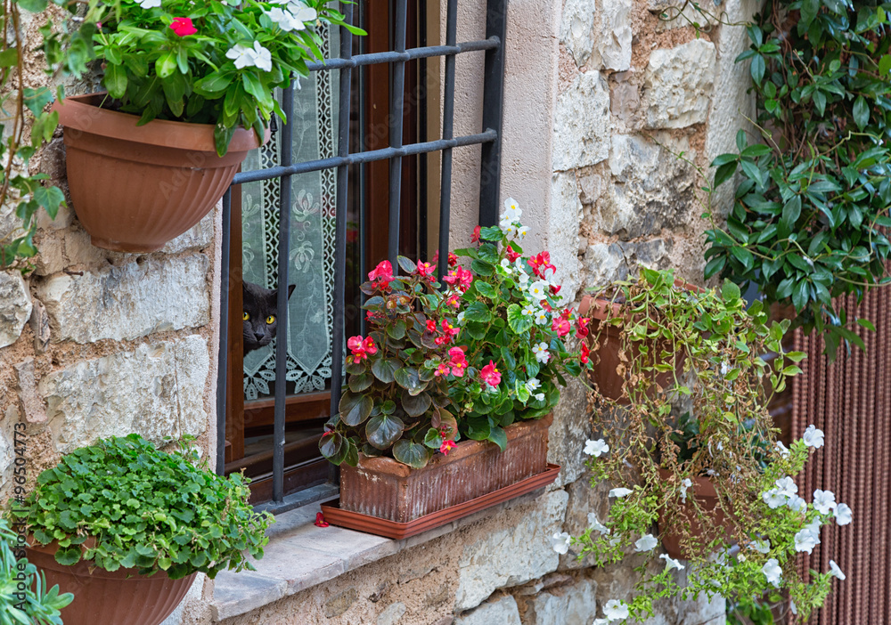 Naklejka premium Cat looking out the window, on the wall a lot of flower pots, Spello, Italy