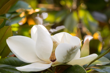 Keuken achterwand Magnolia Witte magnoliabloem aan bloeiende tak  © Shchipkova Elena