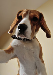 Dog selfie