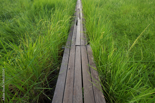 100 year-old wooden bridge between rice field at Nakhon Ratchasi