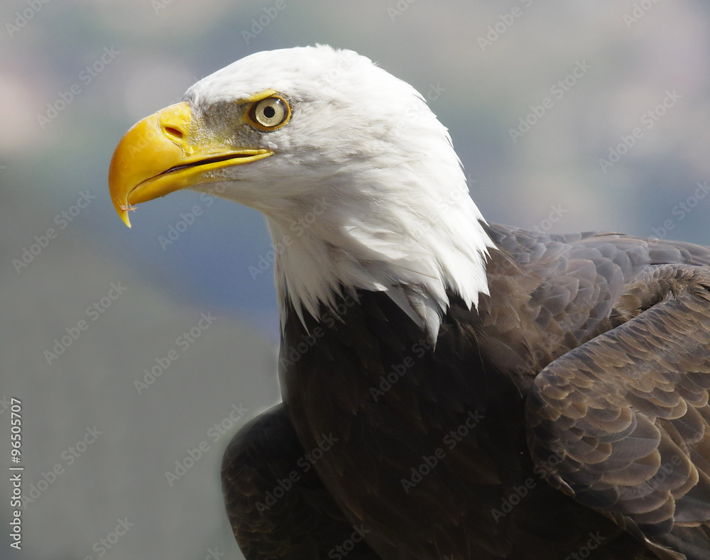 Obraz premium american eagle