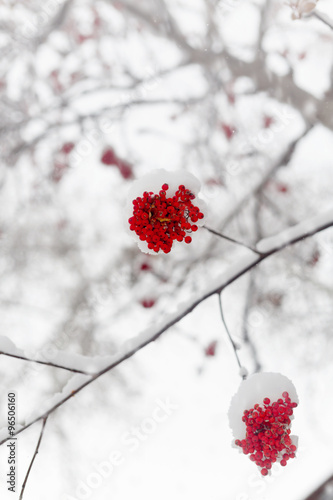 Rowan tree in the snow