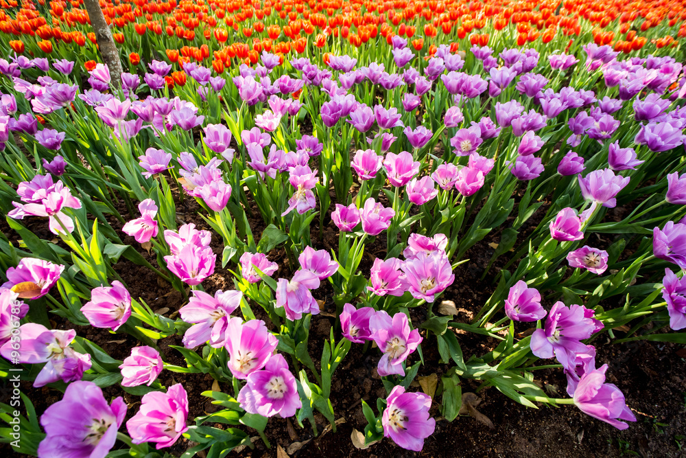 Fototapeta premium Blooming tulip plants in a large field.