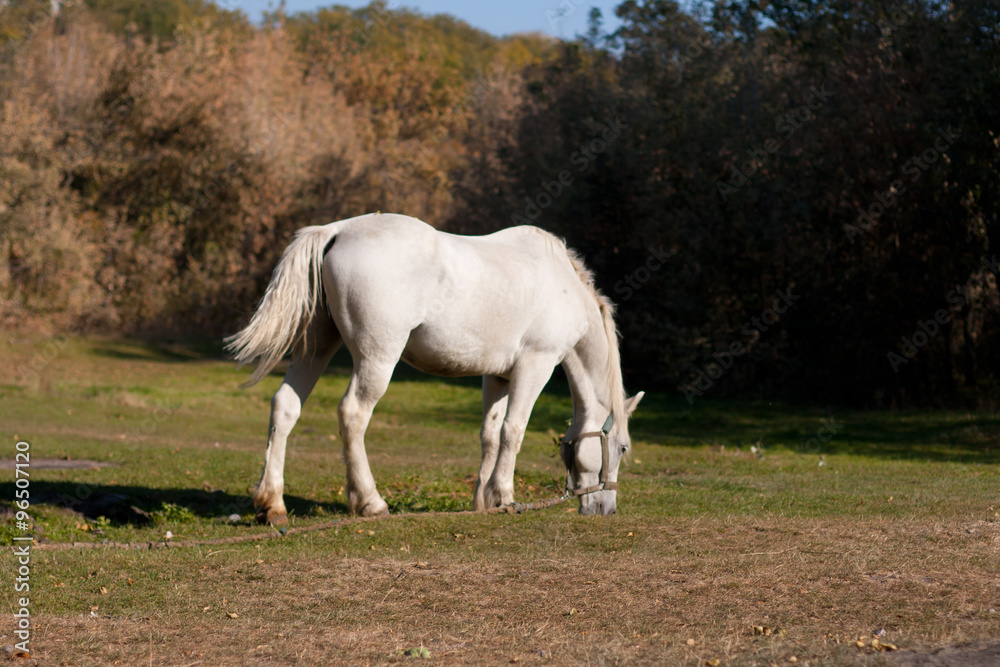 beautiful white horse grazing in the meadow beautiful white horse grazing in the meadow