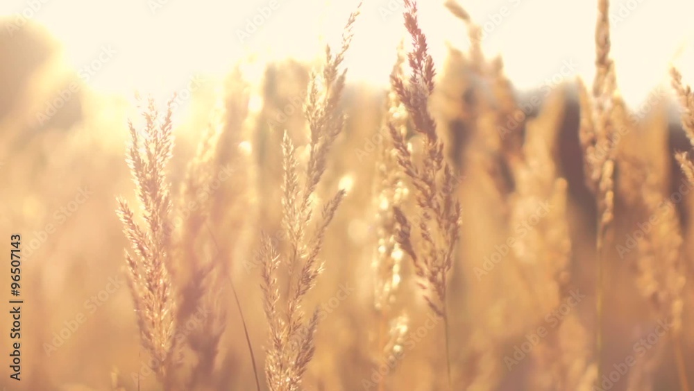 Field of gold grass during sunset Field of gold grass during sunset