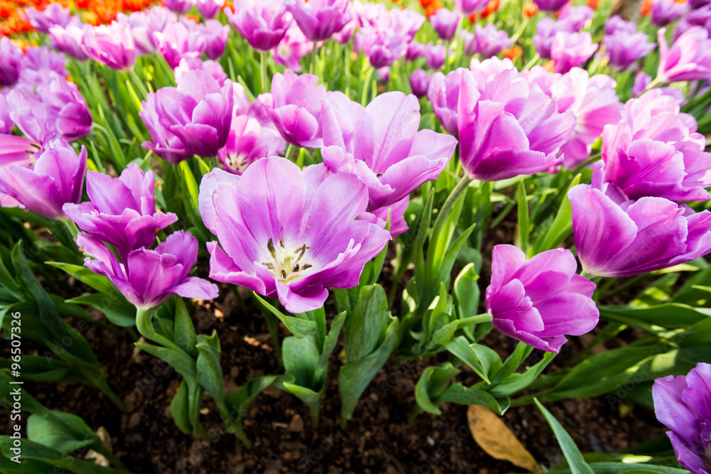 Blooming tulip plants in a large field. Blooming tulip plants in a large field.