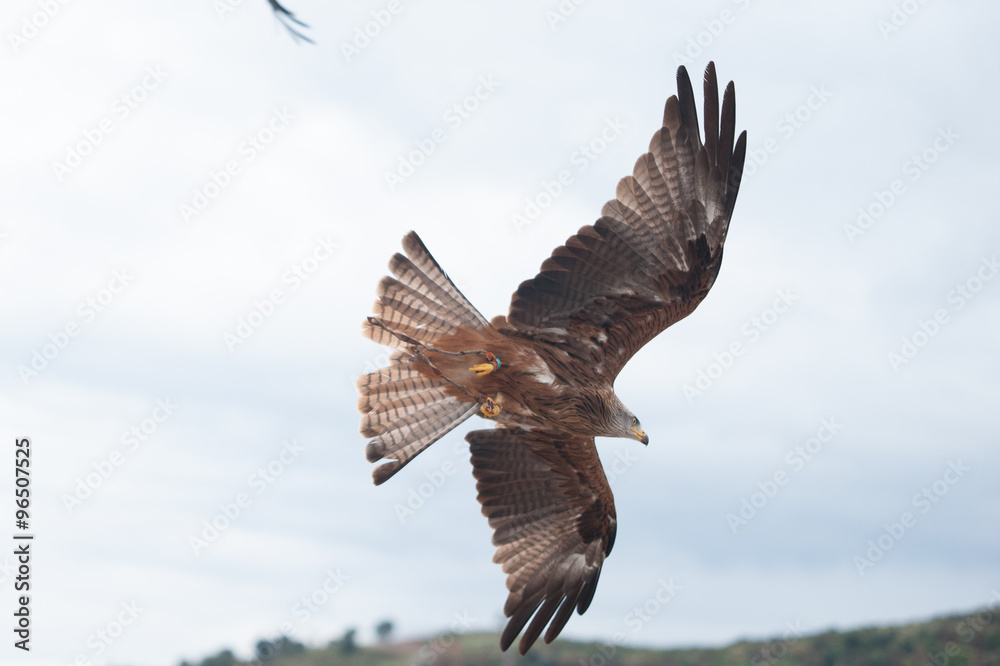 Naklejka premium vuelo