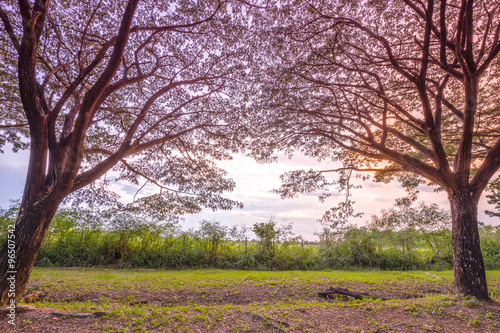 Samanea saman or Big rain tree at sunset