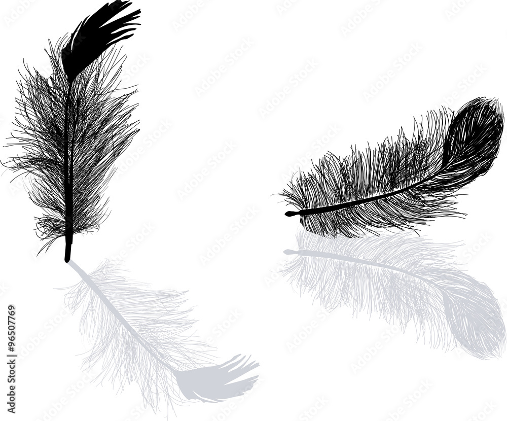 Obraz premium two black feathers with reflection on white