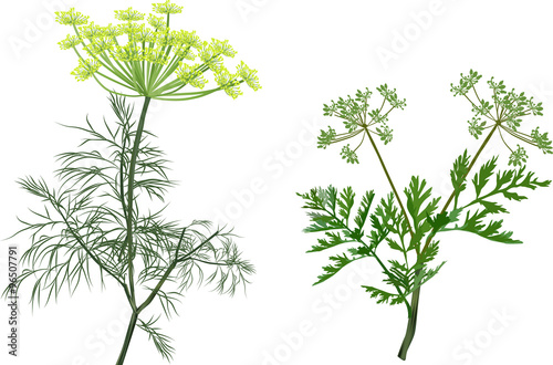 Fényképezés green dill and celery isolated on white