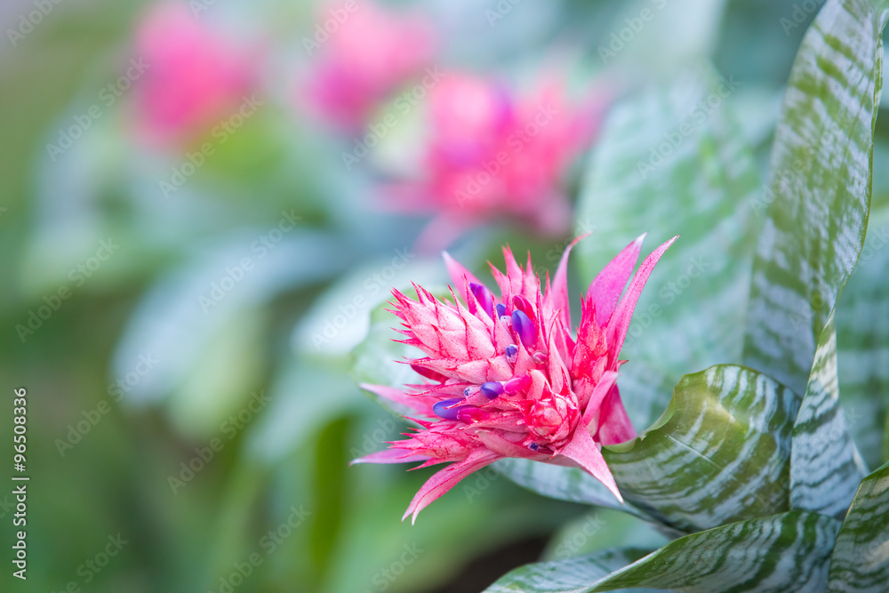 Pink flowers in the garden. Pink flowers in the garden.