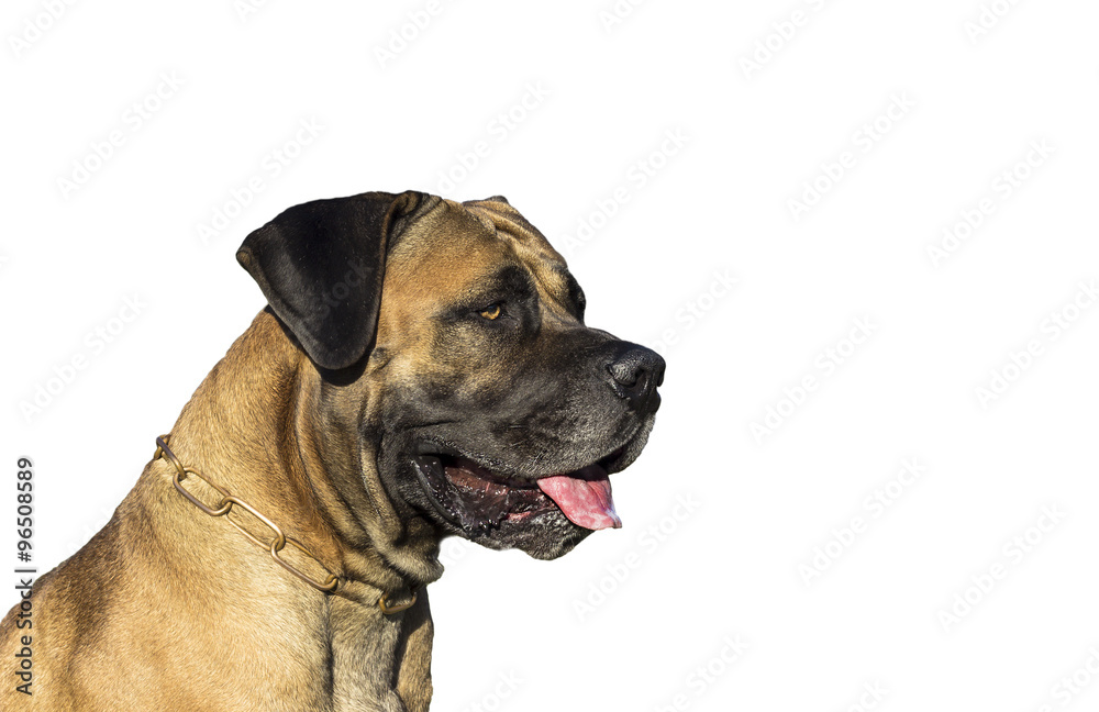 Big Dog Boerboel