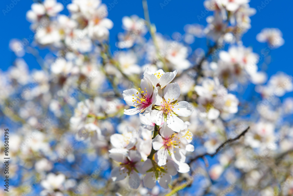 Blossoming almond tree in full bloom, Quinta de los Molinos park, Madrid (Spain) Blossoming almond tree in full bloom, Quinta de los Molinos park, Madrid (Spain)