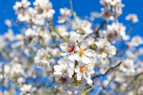 Blossoming almond tree in full bloom, Quinta de los Molinos park, Madrid (Spain) 