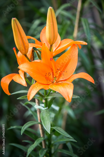 Fototapeta Naklejka Na Ścianę i Meble -  Beautiful orange lilies flowers.