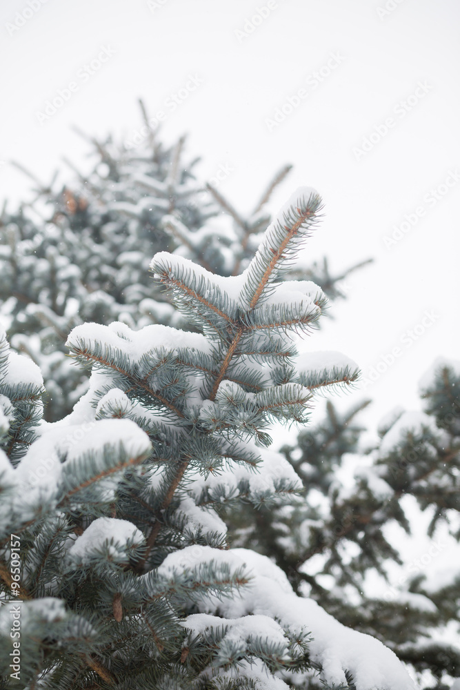 Snow-covered tree. Winter soft background