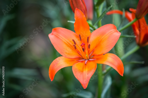 Beautiful orange lilies flowers. © pojvistaimage