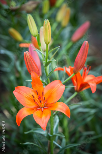 Beautiful orange lilies flowers.