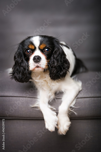 cavalier spaniel