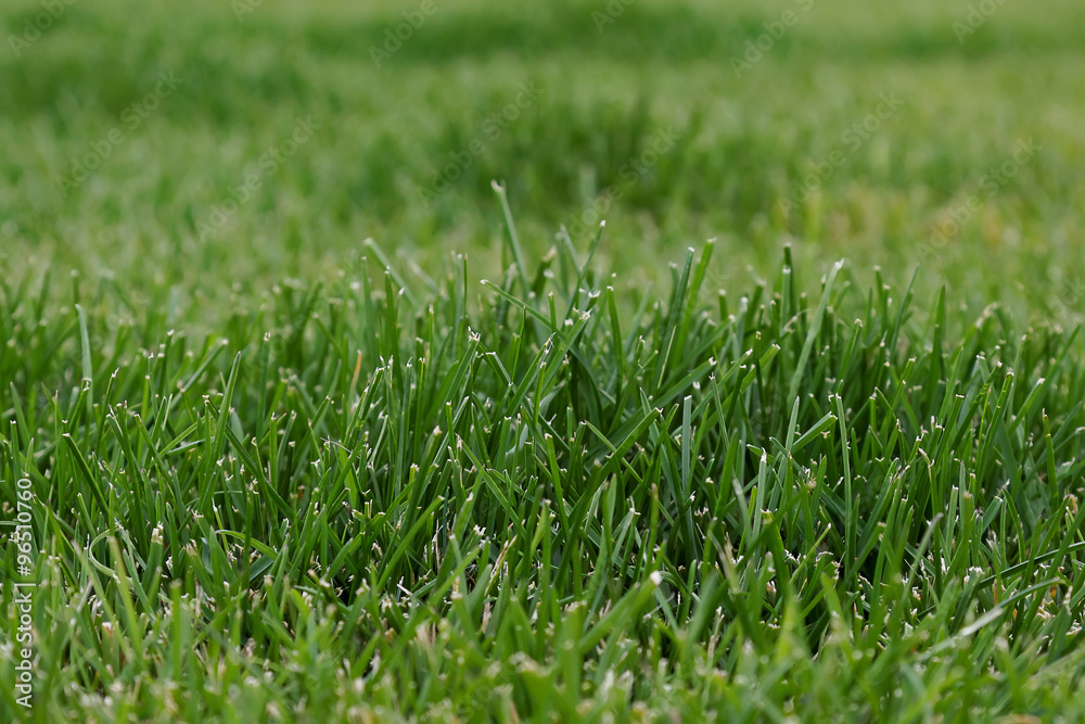 Green grass as a background Green grass as a background