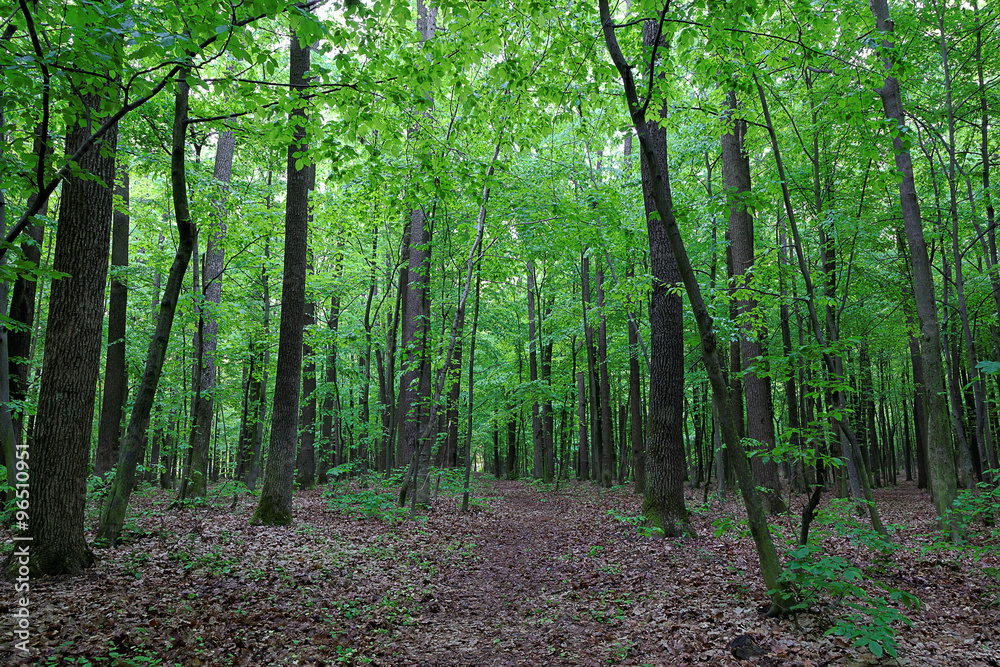 Green deciduous forest after the rain Green deciduous forest after the rain