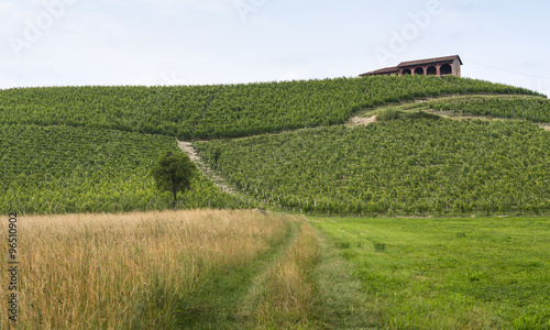 Monferrato (Piedmont): landscape photo