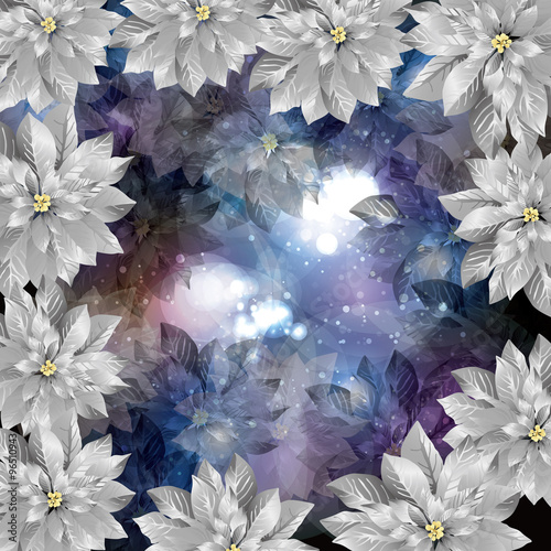 poinsettia background