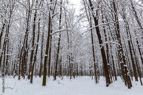 Snow covered trees in the winter forest