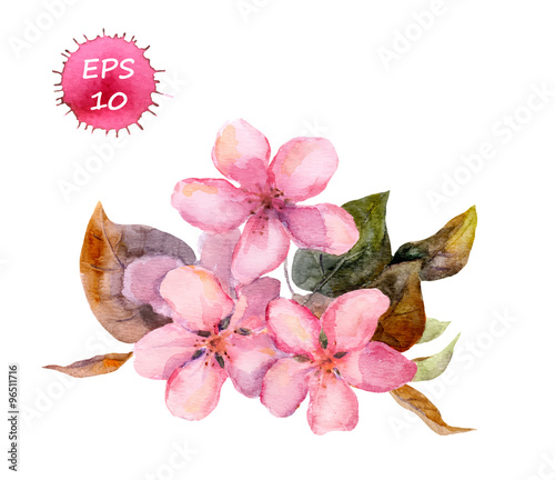 Pink fruit tree flower: apple, cherry, plum, sakura. Watercolor