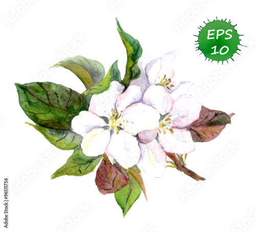 Apple tree flowers