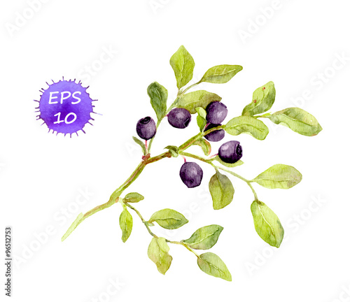 Blueberry branch with leaves and berries. Watercolor