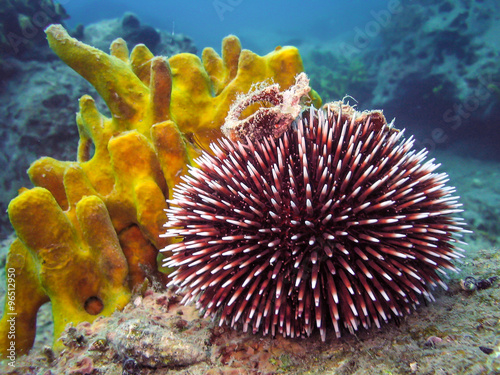 Underwater photo of Purple Sea Urchin. photo