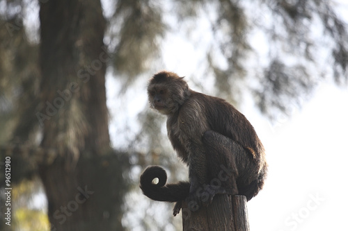 monkeys climb trees 