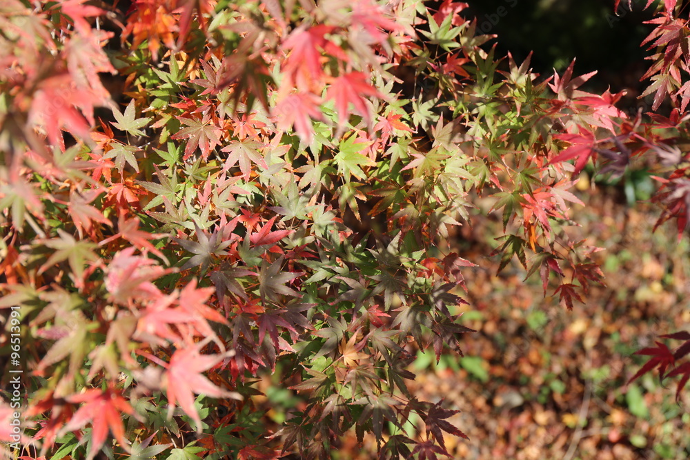 谷上山の紅葉 谷上山の紅葉