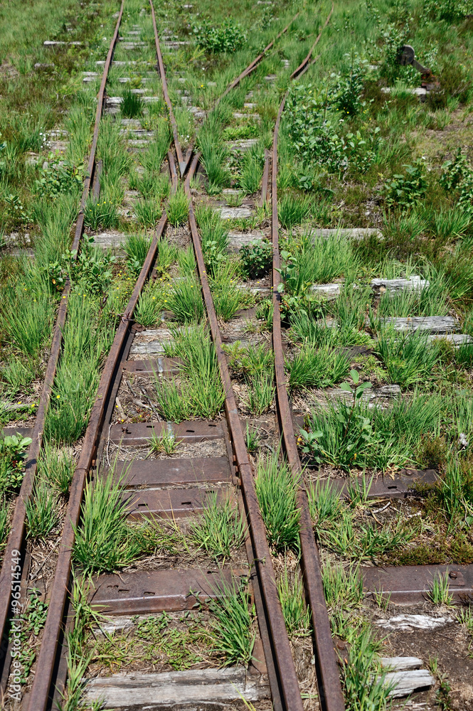 Zugewachsenes Gleis einer Torfbahn Zugewachsenes Gleis einer Torfbahn
