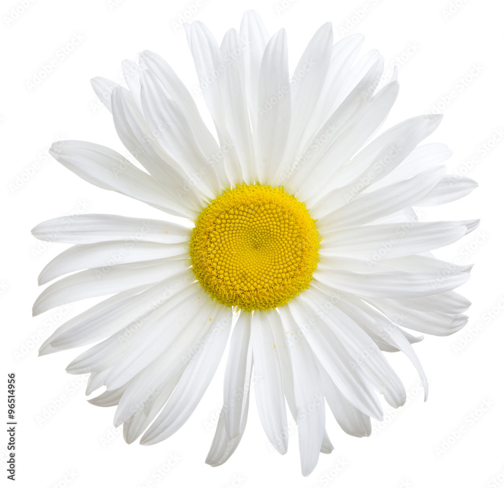 Close-up view of white daisy on white