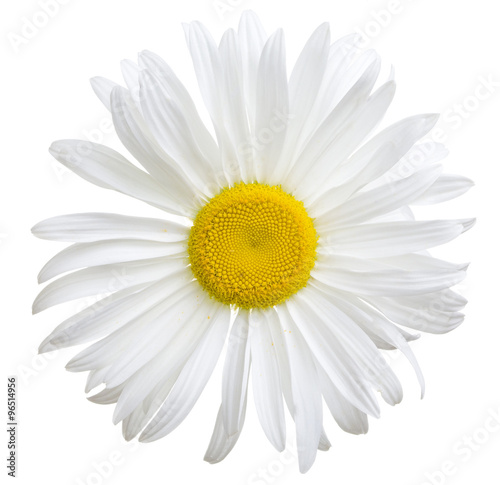 Close-up view of white daisy on white © lotus_studio
