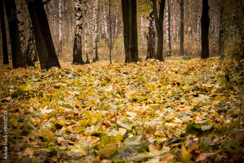 Trees in Autumn Park Retro