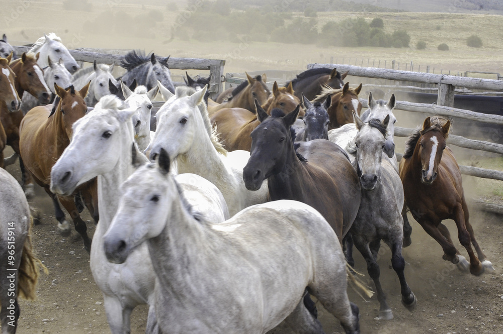 Obraz premium manada de caballos