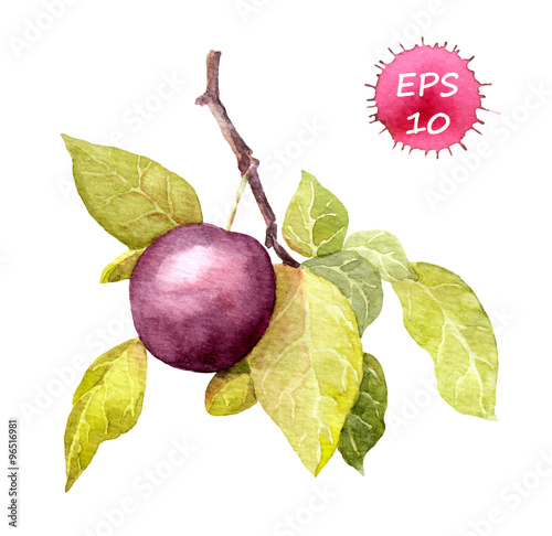 Cherry plum fruit. Watercolor  vector. Botanical illustration