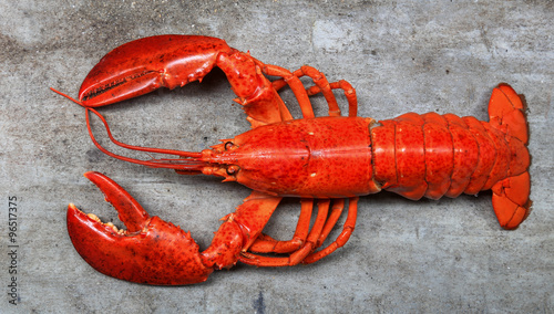 Red lobster, the best of lobster in the world