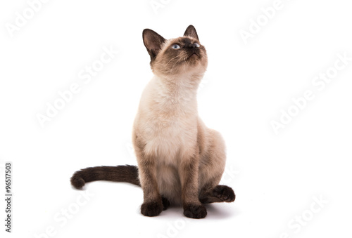 Foto Siamese cat