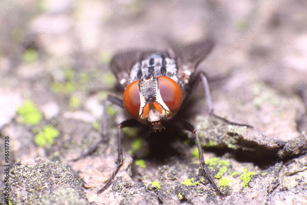 Small insect in the garden Small insect in the garden