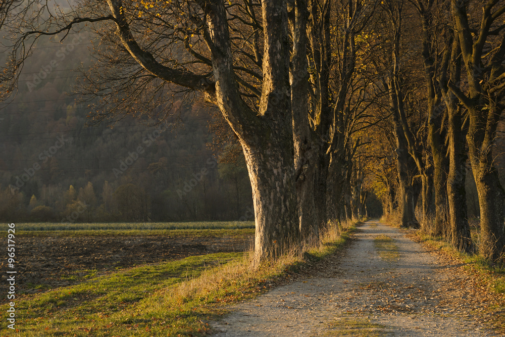 Allee